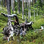 14 - Fulufjellets National Parks-this Is The Place Where Norway And Sweden Meet In A Large Protected Area For Animals And Nature Trysil