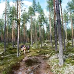 14 - Fulufjellets National Parks-this Is The Place Where Norway And Sweden Meet In A Large Protected Area For Animals And Nature Holiday home
