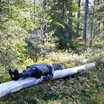 14 - Fulufjellets National Parks-this Is The Place Where Norway And Sweden Meet In A Large Protected Area For Animals And Nature بيت للعطل *