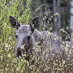 14 - Fulufjellets National Parks-this Is The Place Where Norway And Sweden Meet In A Large Protected Area For Animals And Nature Holiday home Trysil