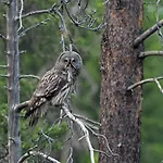 Vakantiehuis 14 - Fulufjellets National Parks-this Is The Place Where Norway And Sweden Meet In A Large Protected Area For Animals And Nature