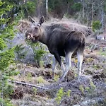 14 - Fulufjellets National Parks-this Is The Place Where Norway And Sweden Meet In A Large Protected Area For Animals And Nature