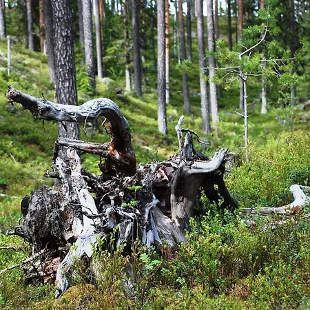 14 - Fulufjellets National Parks-this Is The Place Where Norway And Sweden Meet In A Large Protected Area For Animals And Nature Trysil