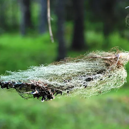 14 - Fulufjellets Nasjonalparker - Natur-, Dyre- Og Fugleopplevelser