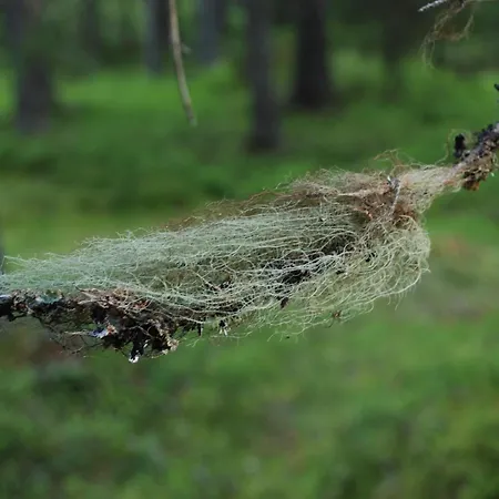14 - Fulufjellets Nasjonalparker - Natur-, Dyre- Og Fugleopplevelser *