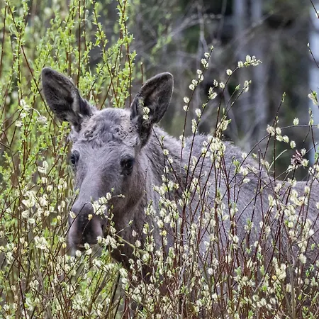 14 - Fulufjellets National Parks-this Is The Place Where Norway And Sweden Meet In A Large Protected Area For Animals And Nature Casa de Férias Trysil