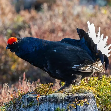 14 - Fulufjellets Nasjonalparker - Natur-, Dyre- Og Fugleopplevelser *