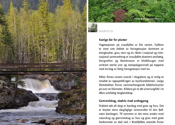 14 - Fulufjellets National Parks-this Is The Place Where Norway And Sweden Meet In A Large Protected Area For Animals And Nature Feriehus Trysil