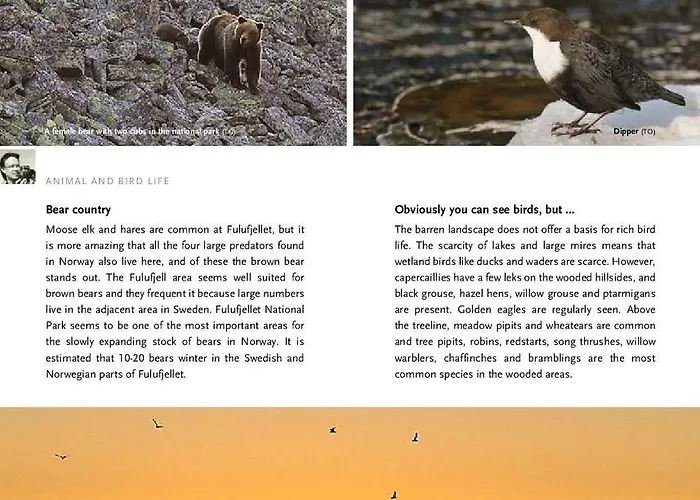 Feriehus 14 - Fulufjellets National Parks-this Is The Place Where Norway And Sweden Meet In A Large Protected Area For Animals And Nature *