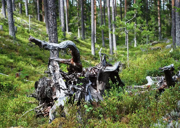 14 - Fulufjellets National Parks-this Is The Place Where Norway And Sweden Meet In A Large Protected Area For Animals And Nature Trysil