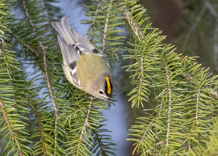 14 - Fulufjellets Nasjonalparker - Sno - Alpint - Langrenn - Snoscooter Trysil