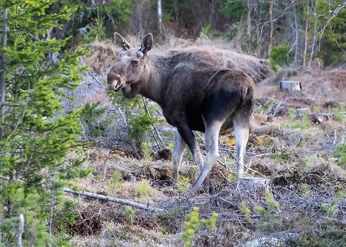14 - Fulufjellets National Parks-this Is The Place Where Norway And Sweden Meet In A Large Protected Area For Animals And Nature