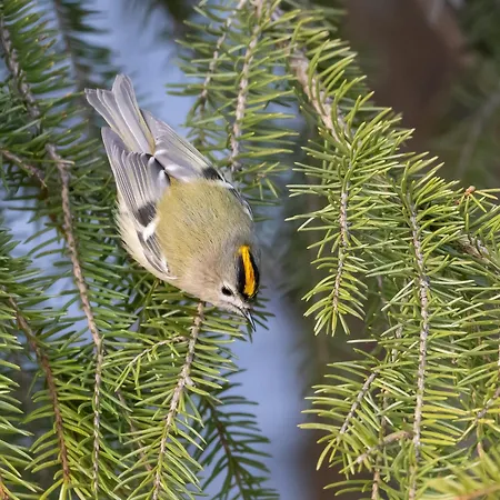 14 - Fulufjellets Nasjonalparker - Sno - Alpint - Langrenn - Snoscooter Trysil