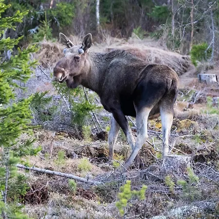 14 - Fulufjellets National Parks-this Is The Place Where Norway And Sweden Meet In A Large Protected Area For Animals And Nature